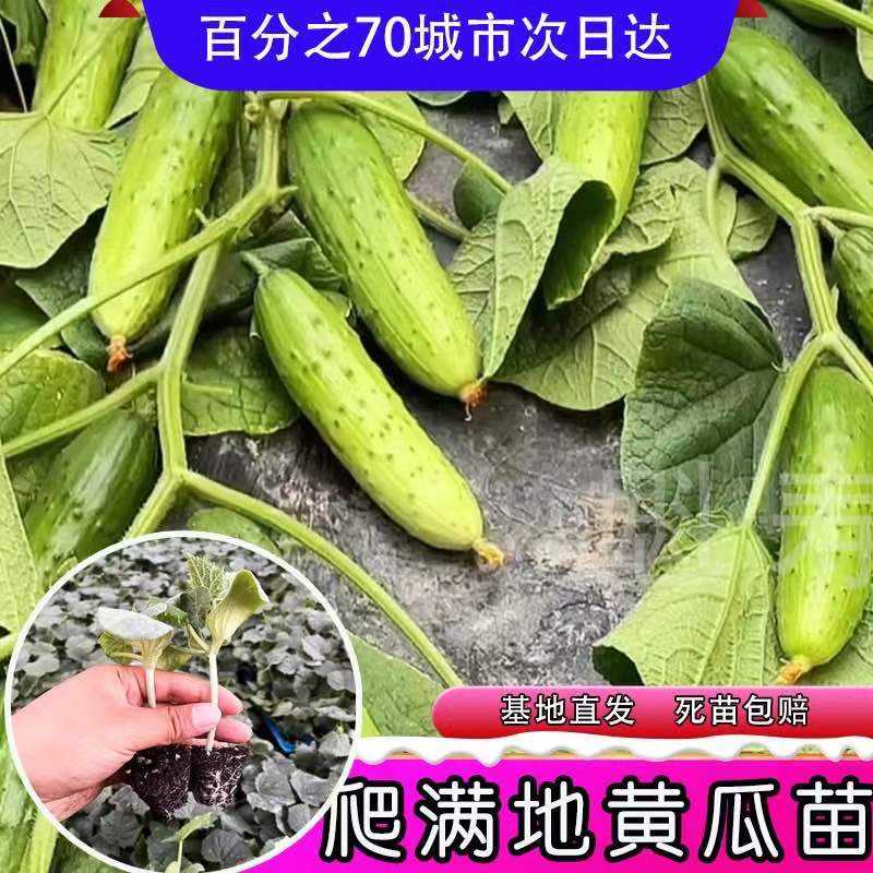 魁寿四季简单黄瓜便宜