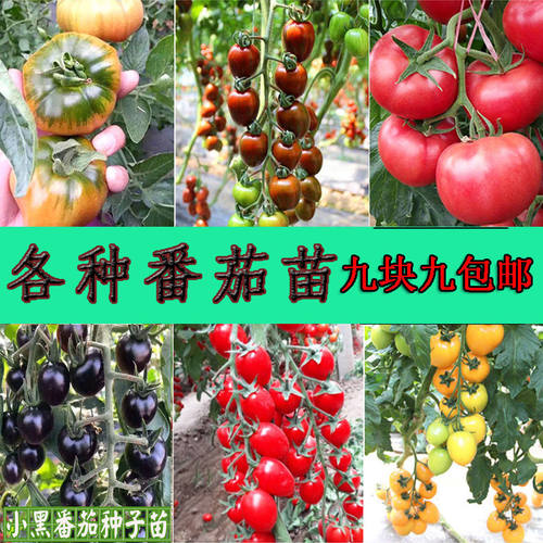 水果番茄秧苗红圣女果种子大小黄绿西红柿种籽四季阳台蔬菜苗大全