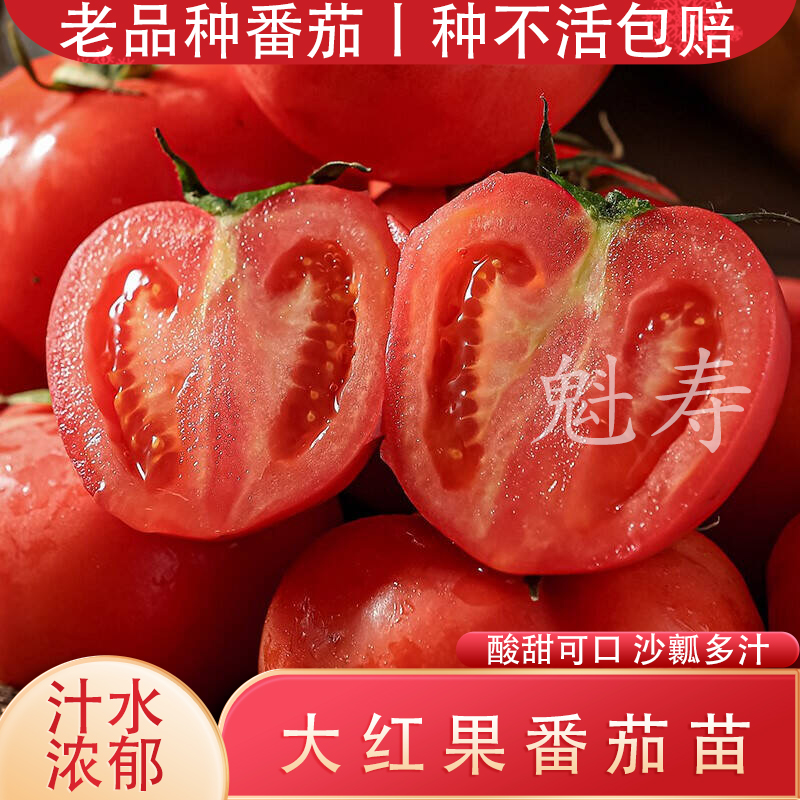 大红番茄种子种苗高产超甜超大红果大西红柿种子高温蔬菜瓜果种籽-封面
