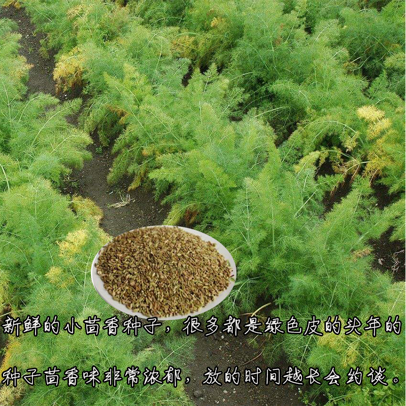 割茬茴香种子籽非转基因四季播菜种现...