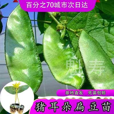 魁寿四季简单豆角便宜