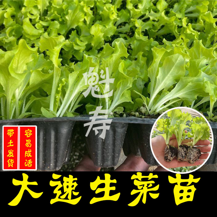 美国大速生结球生菜紫叶生菜苗子适合春秋阳台盆栽水培露天种植苗