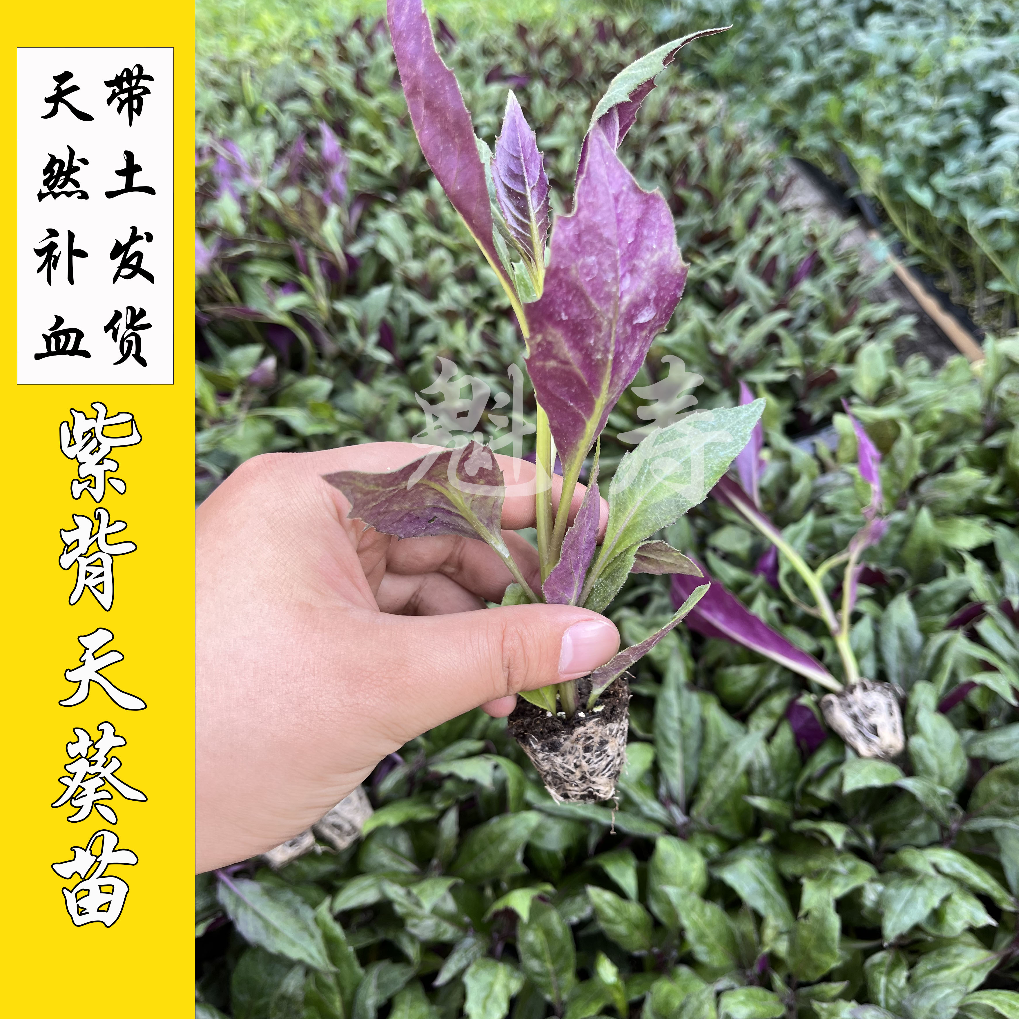 紫背天葵苗种子籽孑红背菜观音菜苗四季蔬菜阳台盆栽血皮菜补血菜