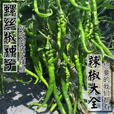 农家巨型基地蔬菜螺丝椒