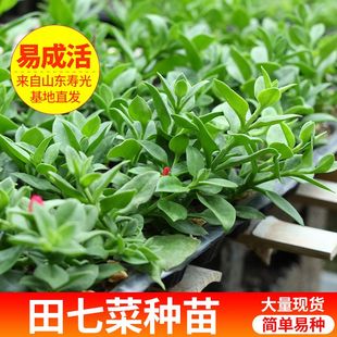 种植室内盆栽天然营养可食用阳台栽种正宗田七蔬菜苗 田七种苗四季