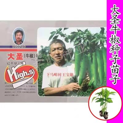 大圣牛椒春夏质量可靠带土发货