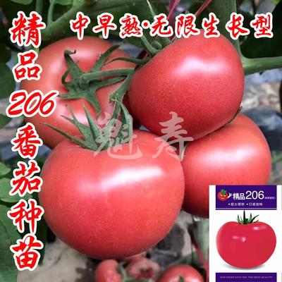 魁寿四季简单番茄便宜