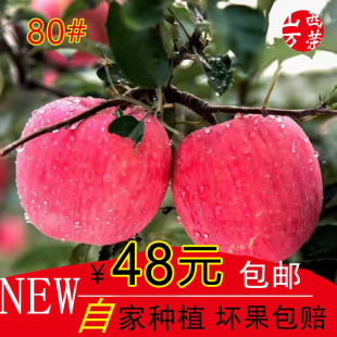 包邮 山西运城万荣红富士苹果临猗当季 冰糖心甜脆新鲜现摘水果10斤