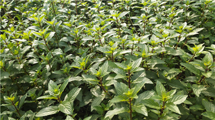 可食用植物盆苗  糖果薄荷盆栽  清凉绿箭味道的植物