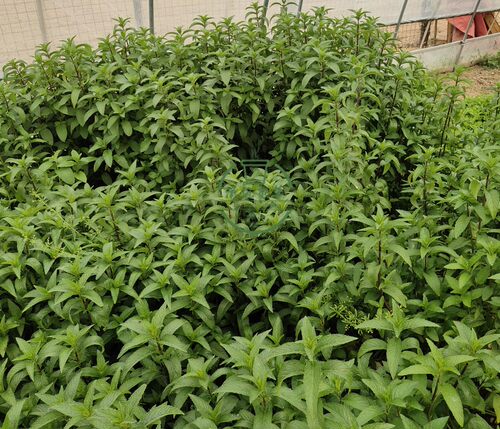 河南特产小叶十香菜苗盆栽苗 十香菜石香菜苗 原土发货易成活包邮