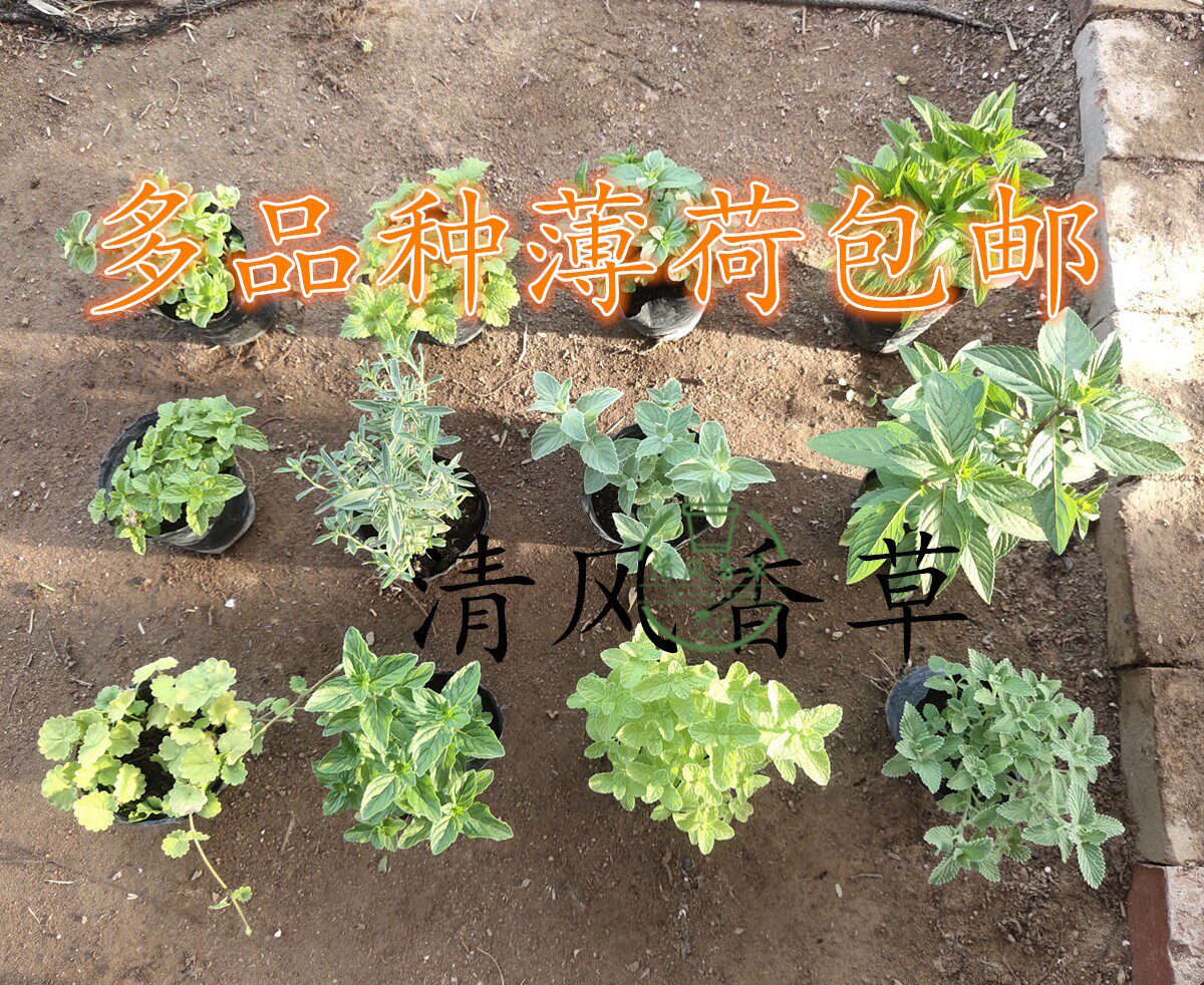 夏季清凉薄荷植物多品种薄荷苗室内净化空气盆栽可食泡茶易活包邮
