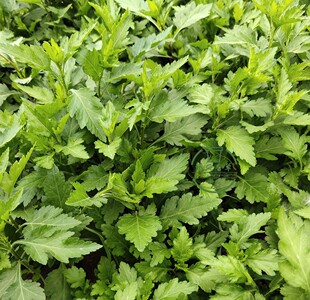 大叶菊花脑苗 野菜蔬菜四季阳台 盆栽 炖汤煎水凉调原土 发货易活