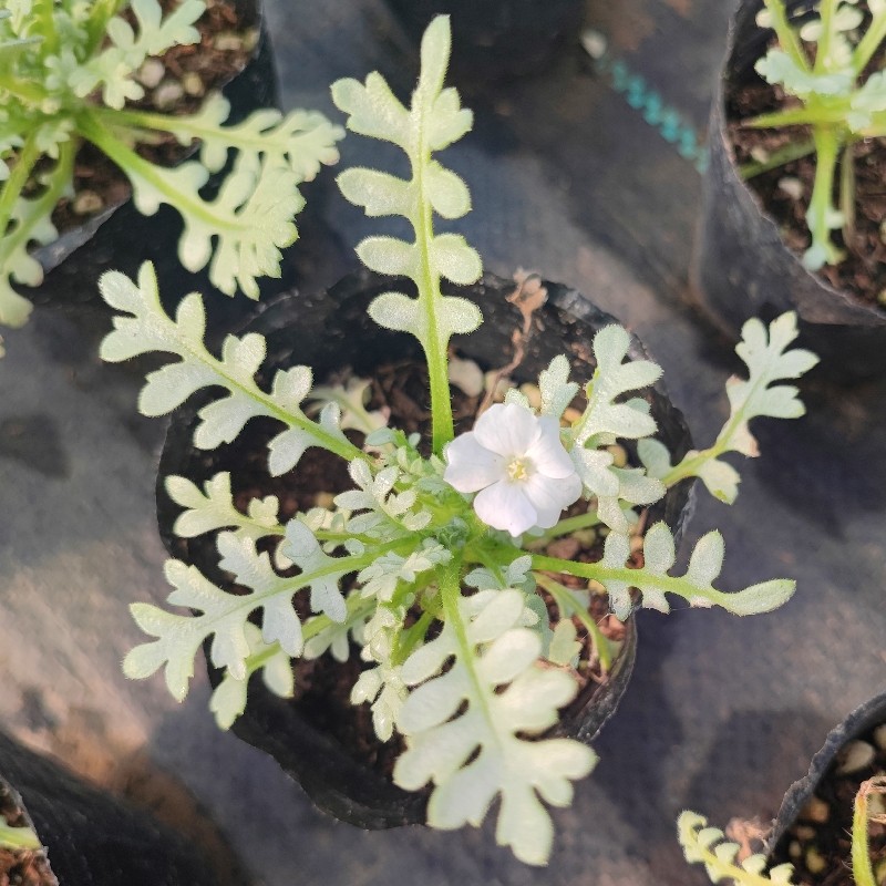银叶喜林草盆栽苗 铂金天空粉蝶花 庭院阳台花卉耐寒盆栽绿植,鲜花速递/花卉仿真/绿植园艺,绿植,淘宝优惠券,粉丝福利购,淘宝优惠卷