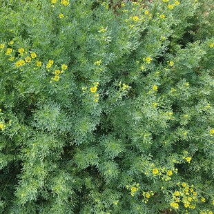 七里香臭草 芸香草盆栽小苗 做绿豆粥驱蚊植物原土发易活店铺推荐