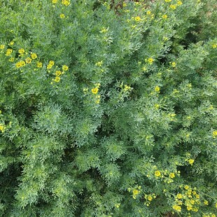 七里香臭草 做绿豆粥驱蚊植物原土发易活店铺推荐 芸香草盆栽小苗