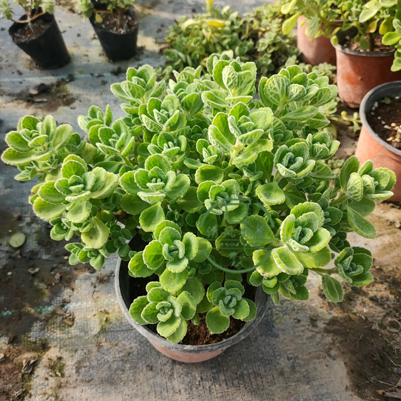 一抹香棒棒糖造型碰碰香树形碰碰香老桩盆栽一物一拍原土包邮易活