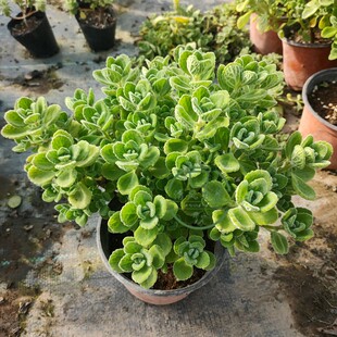 一抹香棒棒糖造型碰碰香树形碰碰香老桩盆栽一物一拍原土包邮易活