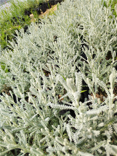 香叶绵衫菊香草苗 银香菊香草盆栽  驱虫驱蚊小灌木