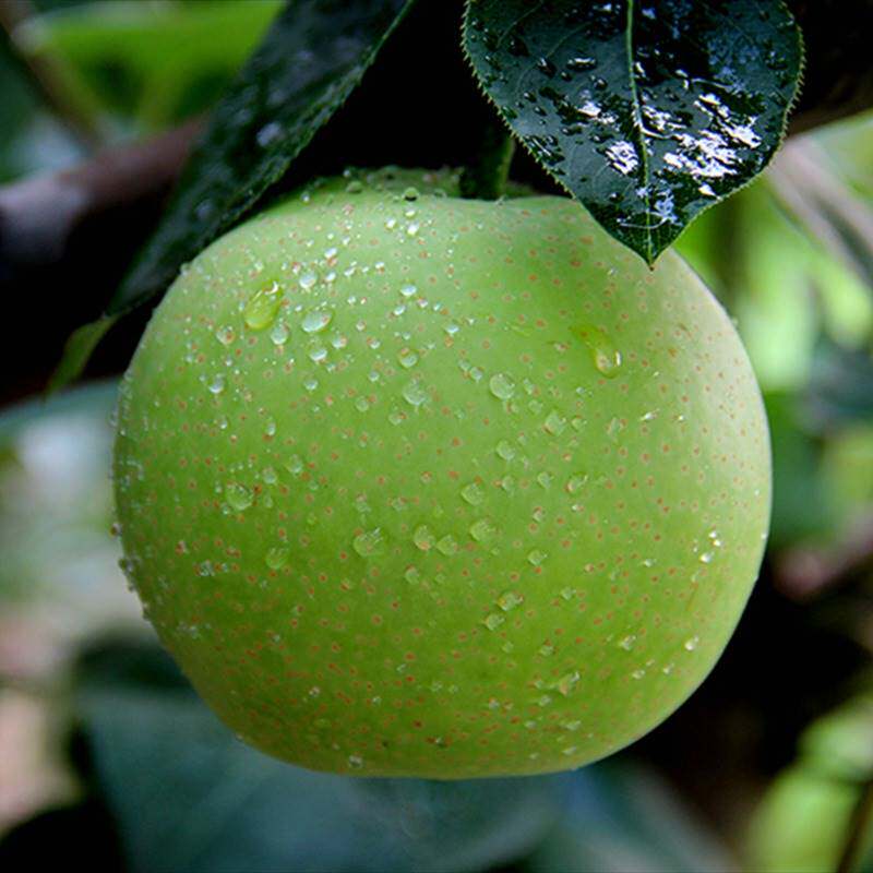 四川苍溪翠冠梨绿宝石梨丰水梨黄花梨水果雪梨湖北汤山青皮瑶山