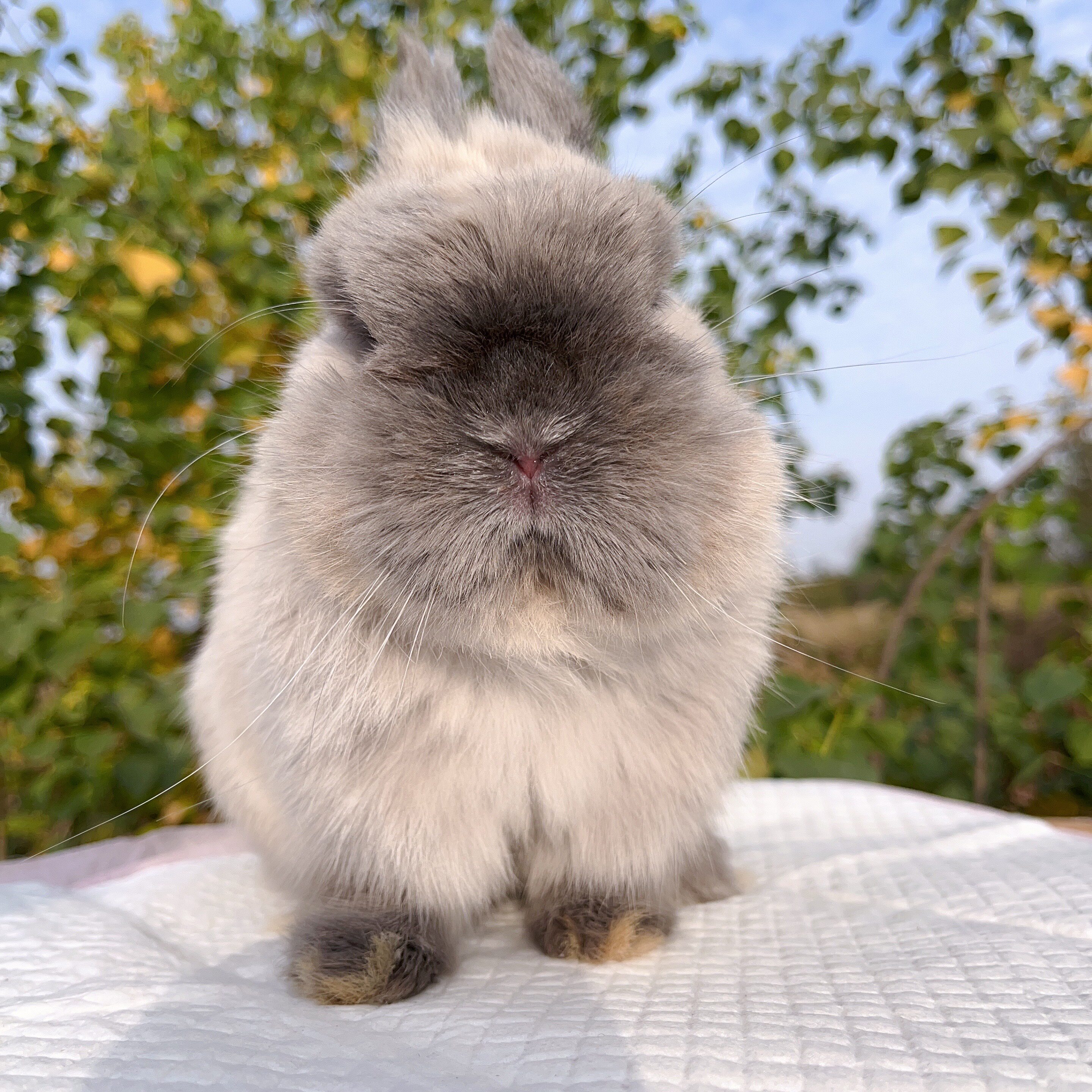 纯种美国赛级进口二代双血统荷兰迷你小体宠物兔侏儒兔网红兔萌宠