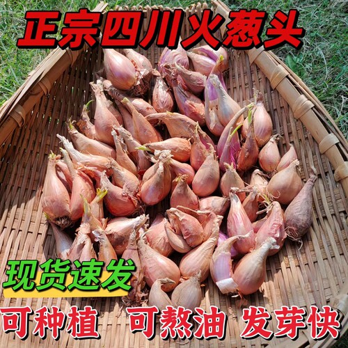 今年四川火葱头新葱头四川黄葱头香葱种发芽快火葱种熬葱油葱炸油