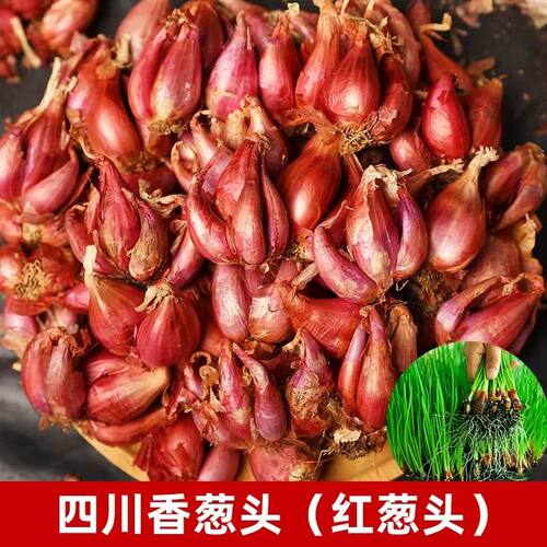 产地直发四川葱头个头大发芽快