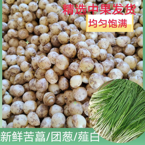 苦藠小根蒜薤白团葱新鲜