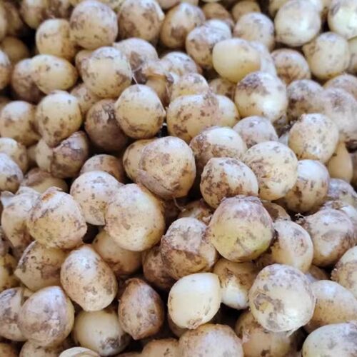 苦藠小根蒜新鲜蒜薤白四川特产
