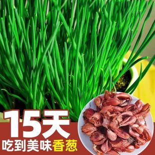 四川小香葱黄葱头火葱头发芽快种盆栽葱种炸葱油个头饱满一件代发