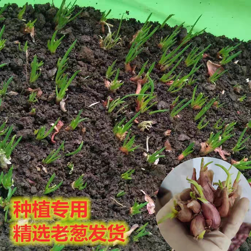 黄葱火葱头发芽快盆栽种植