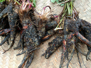 贵州新鲜虎掌草500克 中草药见风青狗脚迹见风蓝草玉梅溪畔银莲花