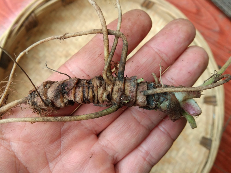 贵州草药新鲜蜘蛛香中药材 马蹄香养心莲猫儿屎老虎七可栽活500克
