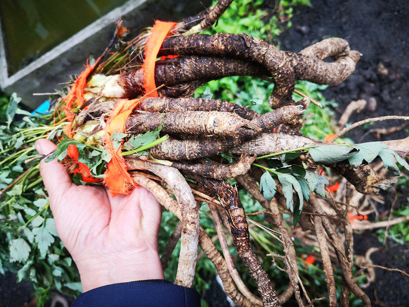 新晒草药岩川芎中药材干货 贵州农特产岩防风光头前胡棕包头500克
