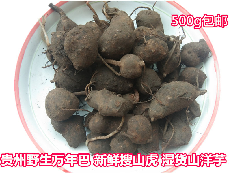 贵州中草药材搜山虎 新鲜苗药野生山洋芋万年巴万年耙万年趴包邮