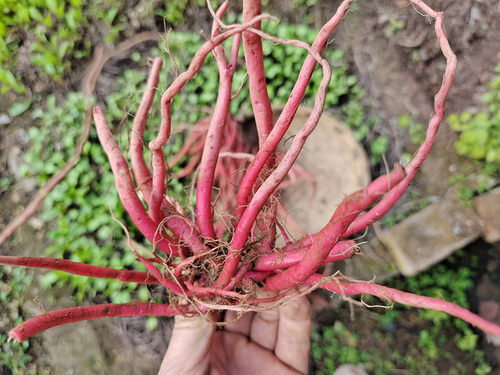 贵州新鲜红牛膝中药材 全根红土牛膝草药红牛克膝农特产山货500克