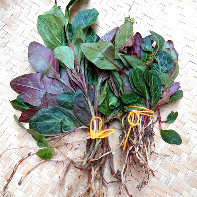 新鲜紫背鹿含草中药材 鹿衔草鹿蹄草鹿寿茶鹿晗草苗贵州草药500克