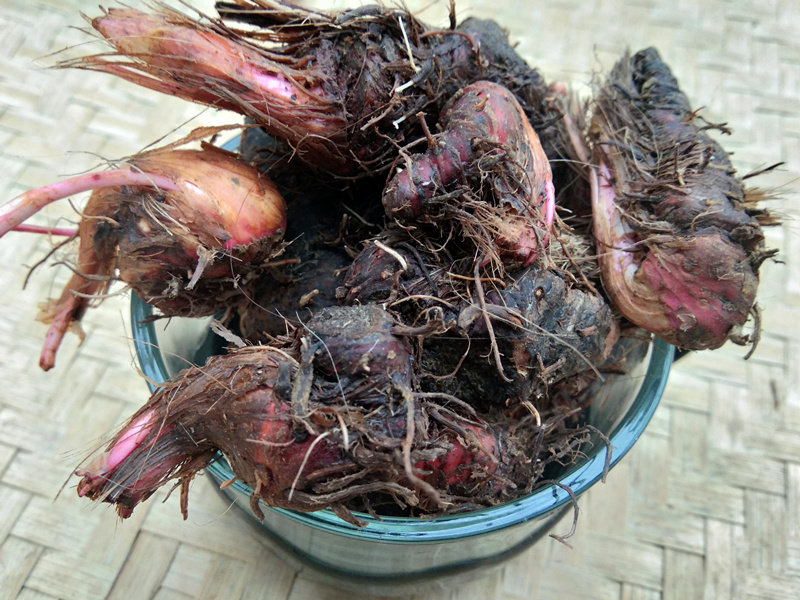 贵州新鲜草血竭泡酒中药材 山货拳参草河车地马蜂中草药泡茶500克