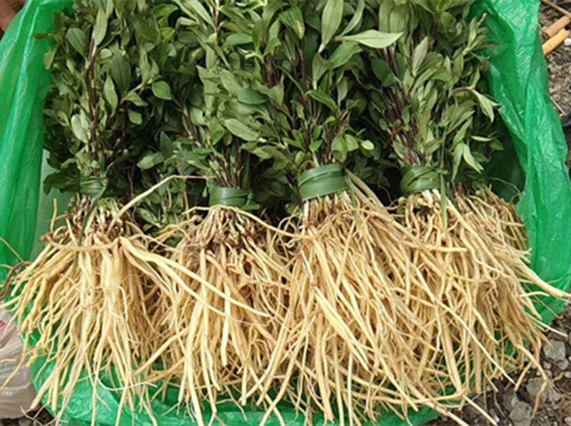 贵州草药新鲜大龙胆草山货500克 中药材龙胆草山龙胆苦胆草地胆草