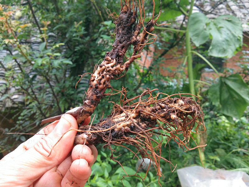 贵州新鲜穿心莲中药材 麻布七统天袋九连环龙骨七辫子七全根500克