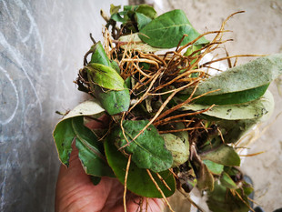 新晒干货毛大丁草中药材 贵州兔耳风兔耳草贴地风头顶一枝香500g