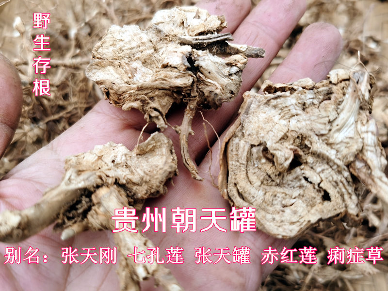 贵州中草药材朝天罐 野生干货张天刚七孔莲朝天瓮子张天罐1斤包邮