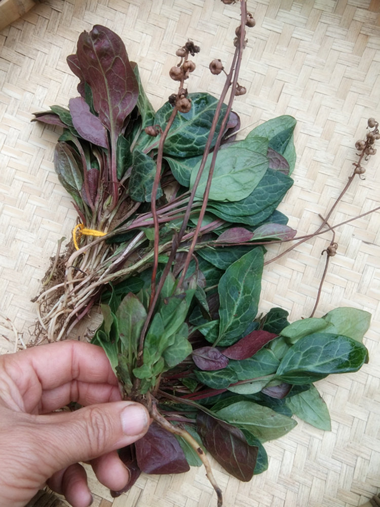 新鲜紫背鹿含草中药材 贵州原生食用中草药材鹿衔草鹿蹄草茶500克