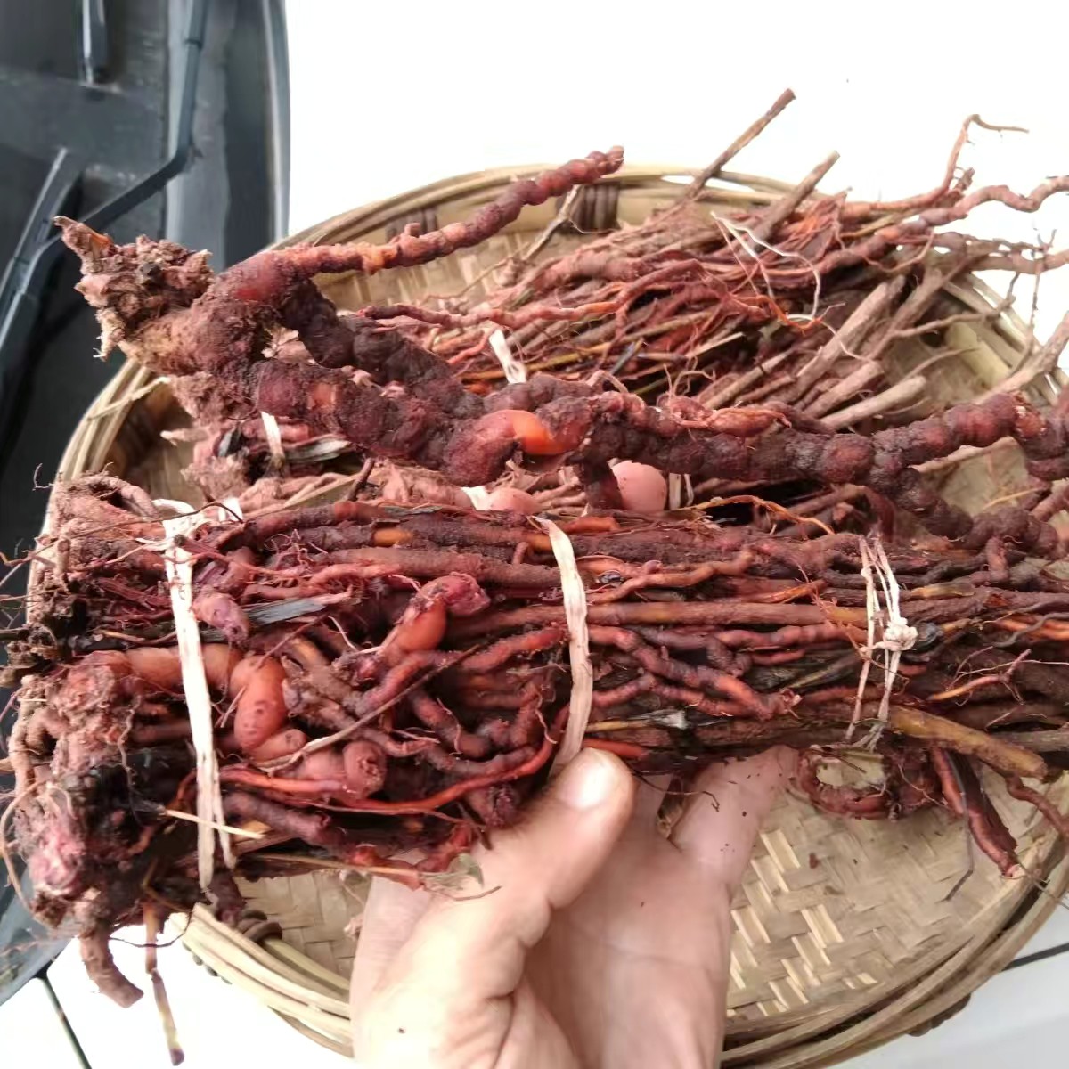 新鲜茜草根纯根中药材红茜根 贵州山货小血藤血见愁红龙须根500克