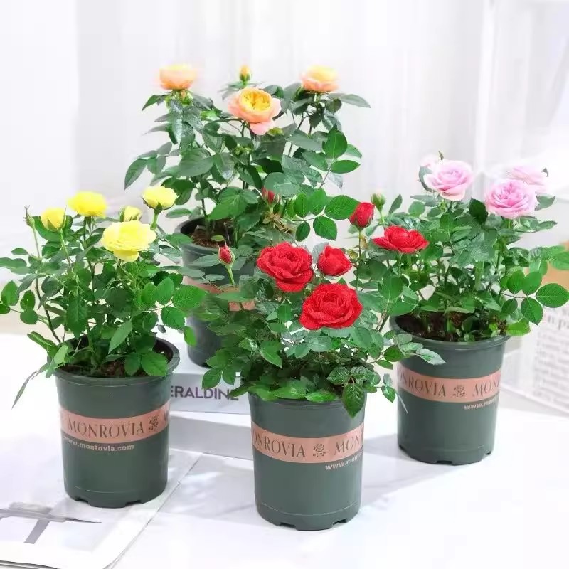 多色玫瑰花盆栽阳台庭院四季开植物大苗月季带花苞室内真花盆景