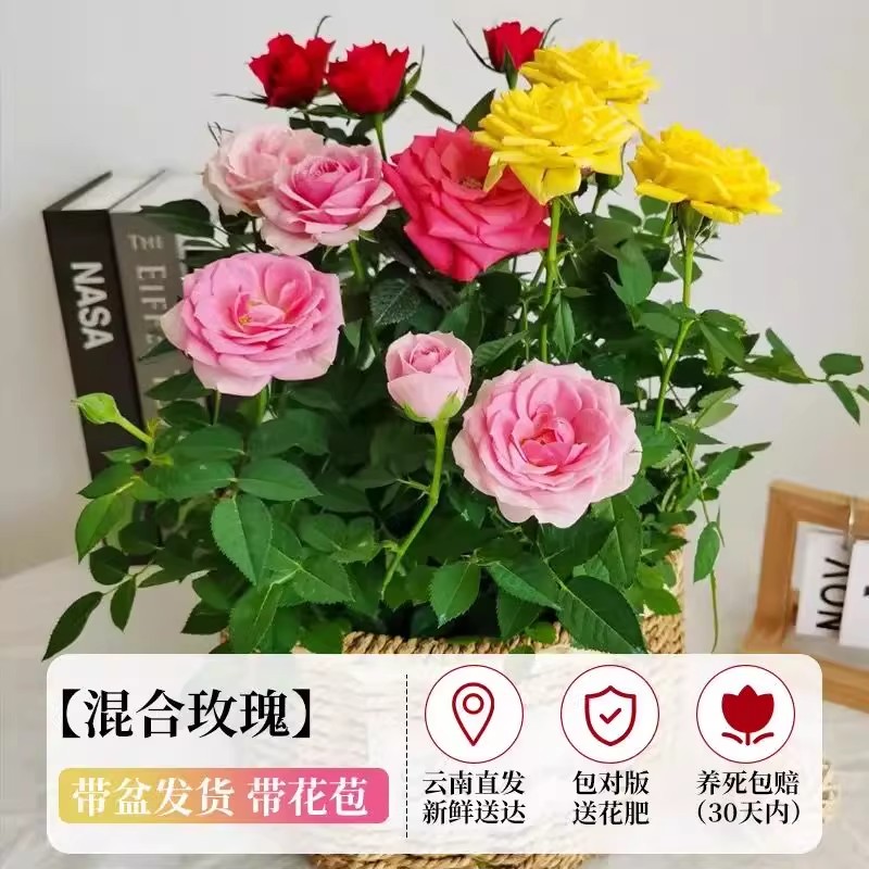 多色玫瑰花盆栽带花苞室内花卉四季开不断阳台庭院月季花苗植物