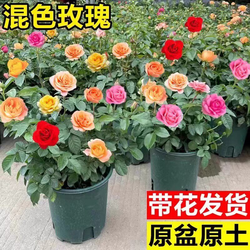 云南玫瑰花苗老桩种植基地月季绿