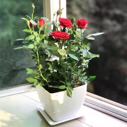 迷你小玫瑰花苗盆栽带花苞好养花卉植物四季开月季花苗多色