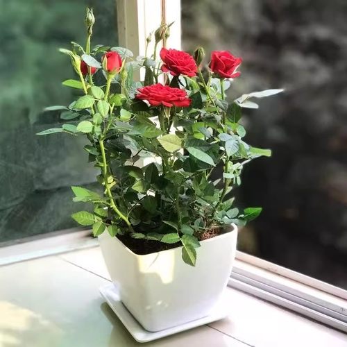 迷你小玫瑰花苗盆栽带花苞好养花卉植物四季开月季花苗多色