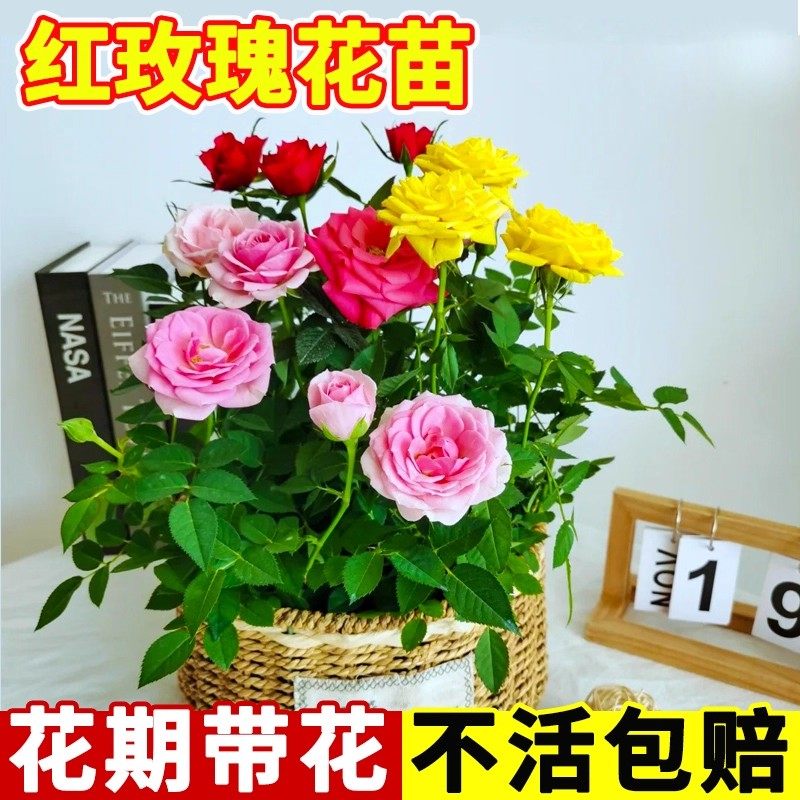 红色玫瑰盆栽花苗带花苞月季老桩特大花树四季花开卉室内阳台易活,鲜花速递/花卉仿真/绿植园艺,红掌/凤梨/温室花卉,淘宝优惠券,粉丝福利购,淘宝优惠卷