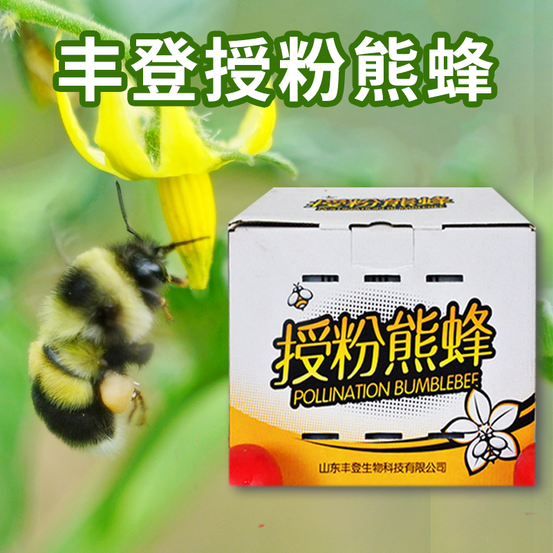 熊蜂 授粉丰登熊蜂工厂直发大棚蔬菜水果番茄蓝莓草莓授粉蜂整箱